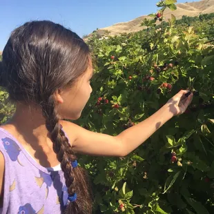 Boysenberry season... Pick your own.