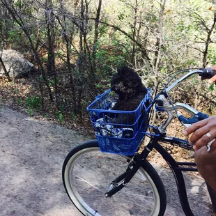 The bikes have baskets!