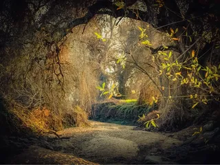 Kaweah Oaks Preserve