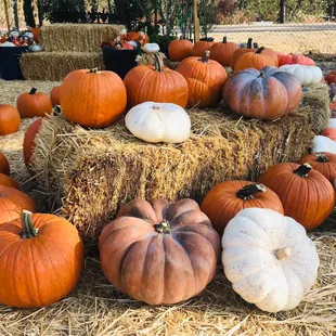 Pumpkin patch with climbing pyramid and fall photo ops