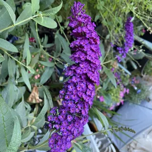 Mountain Gardens Nursery & Pet
