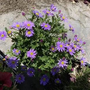 Flower from nursery.