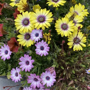 Beautiful yellow and light purple daisies from nursery.