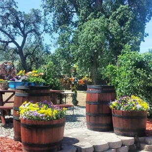 Violas, Pansies, and Poppy's still popping from winter purchase.