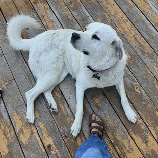 Layla the livestock guardian!