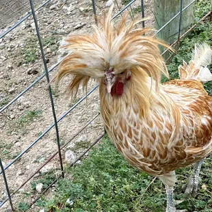 Friendly chicken