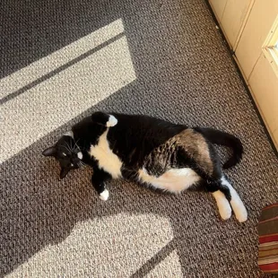 House cat!