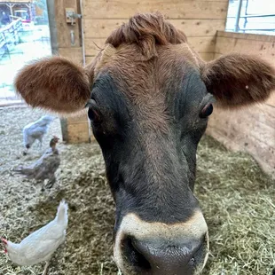 Where our milk for the mozzarella came from!