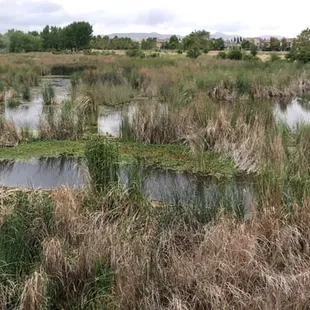 The beaver pond looking southwest down the trail.