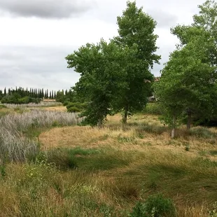 A view of the creek looking north towards Central Park.