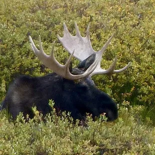 Big bull moose seen from the trail!