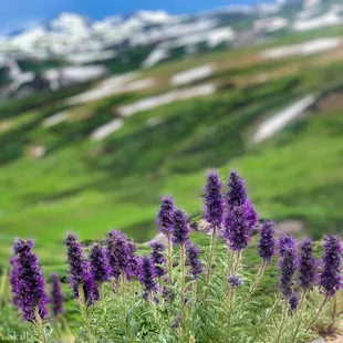 High mountain wildflowers.