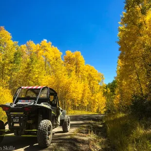 Blue sky and golden aspen leaves.