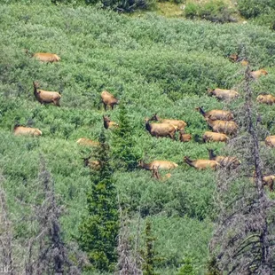Herd of elk on the move. We love our wildlife!