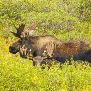 Couple of bull moose getting ready for the rut.