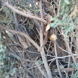 How the planned to leave my trees  :(