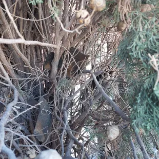 How they planned to leave my trees :(