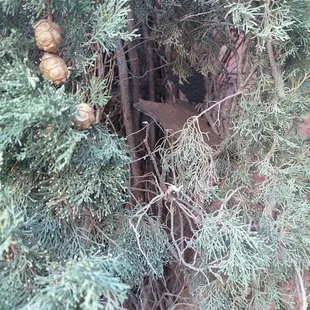 How they planned to leave my trees  :(