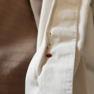 Bed bugs between the folds of the sheets