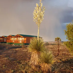 View of cabins, facing east, after a rain storm