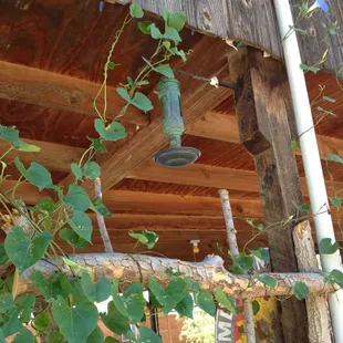 Pavilion with morning glories &amp; hummingbird feeders in summer time.