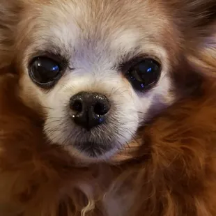 Old cranky at times Rosie. Will be 17yrs old next feb 14th.