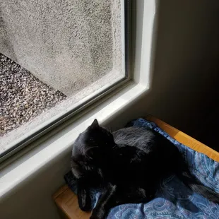 Max following the sun from window to window.