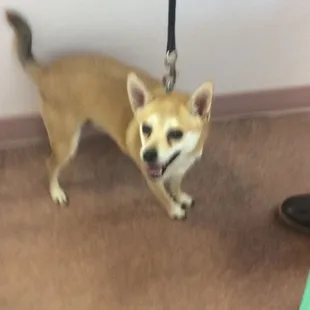 Peanutbutter is ready to go home after his check up! Have a good day little buddy!