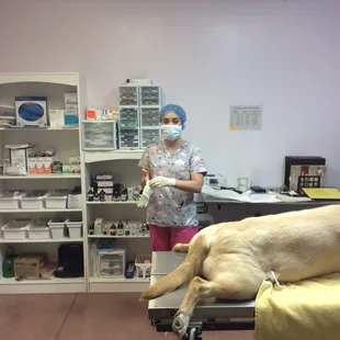 Dr. Viv is getting ready with Dr. Amy to perform a surgical procedure on this pup.