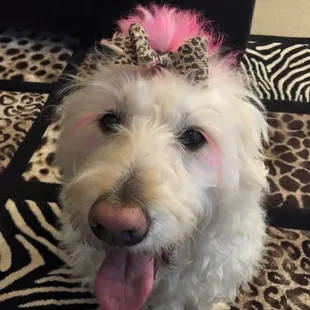 Bailey 16 1/2 years old - our best girl