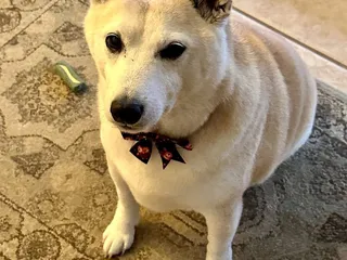 Fur Babies Pet Bakery