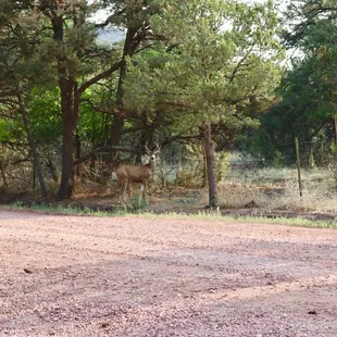 Enjoyed watching the deer.