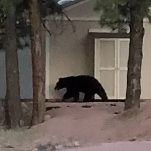 Bear walking through campground
