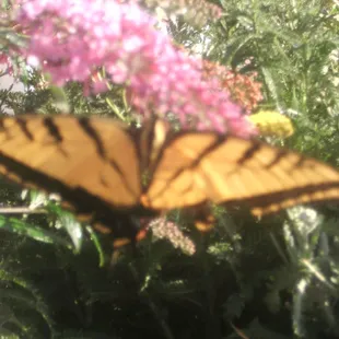 even the butterflies love Mountaindale
