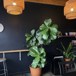 Filled with lots of plants