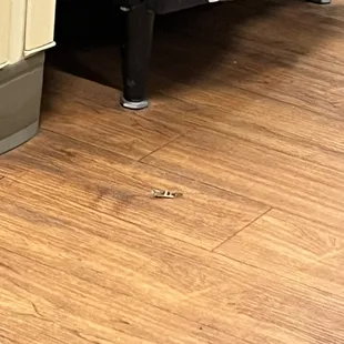 Mountain VIEW ER disgusting full of bugs!