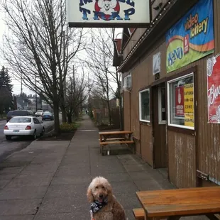 a dog sitting on the sidewalk