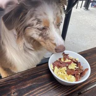 Doggy brunch they prepared for her.