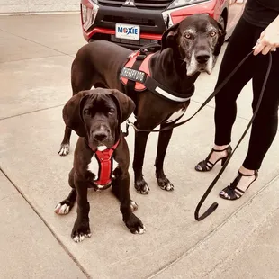 The Dogs For the People - Magic and Merlin!