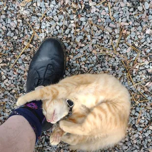 This kitten lives here and is super lovable.