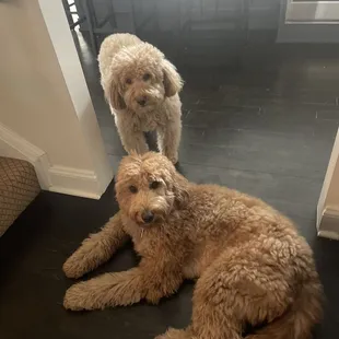 The pups both want pickle shots