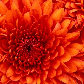 Debra H.