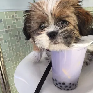 Taro Milk Tea