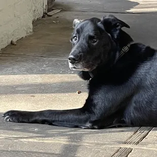 Outside Pet
