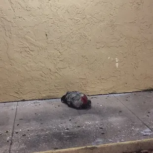 Chicken in the drive thru?