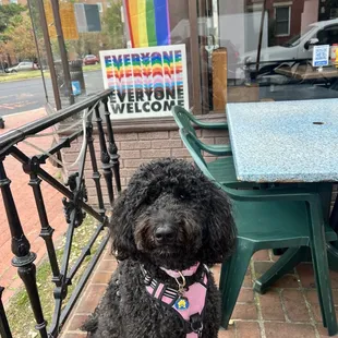 a black poodle wearing a pink harness