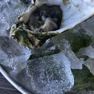 a plate of oysters on ice