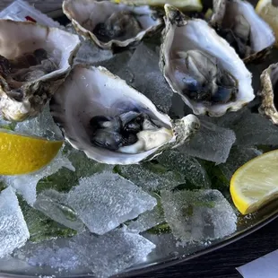 a platter of oysters on ice