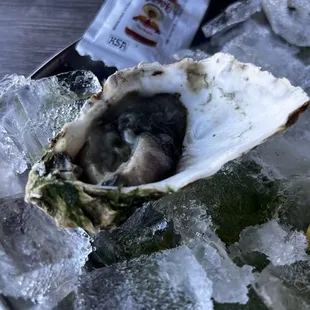 a plate of oysters on ice