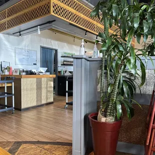 a potted plant in the middle of a kitchen